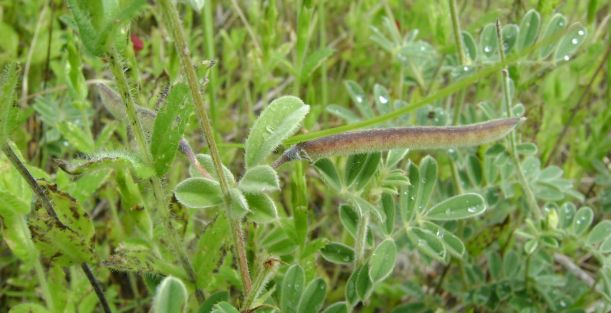 Mucuna cinza