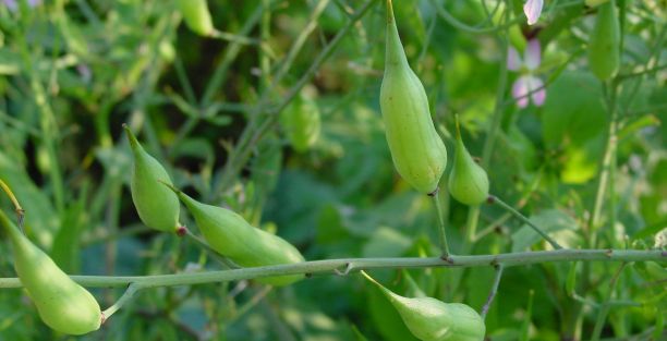 Nabo Forrageiro, Rabanete Forrageiro