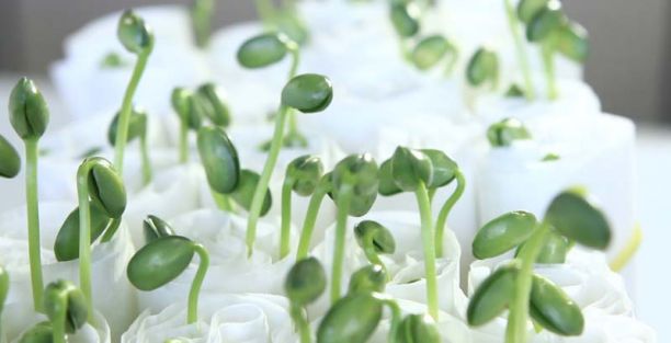 Teste de germinação é fundamental 