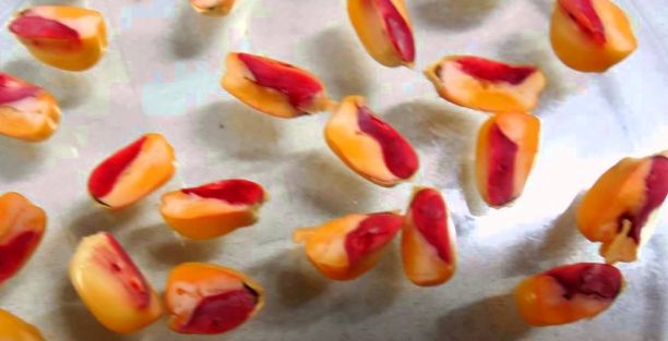 Teste de Tetrazólio em Soja