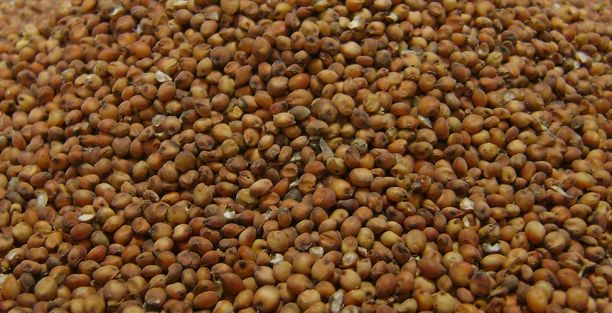 Sorgo Híbrido